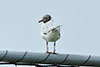 1cy Black-headed Gull in July. (85237 bytes)